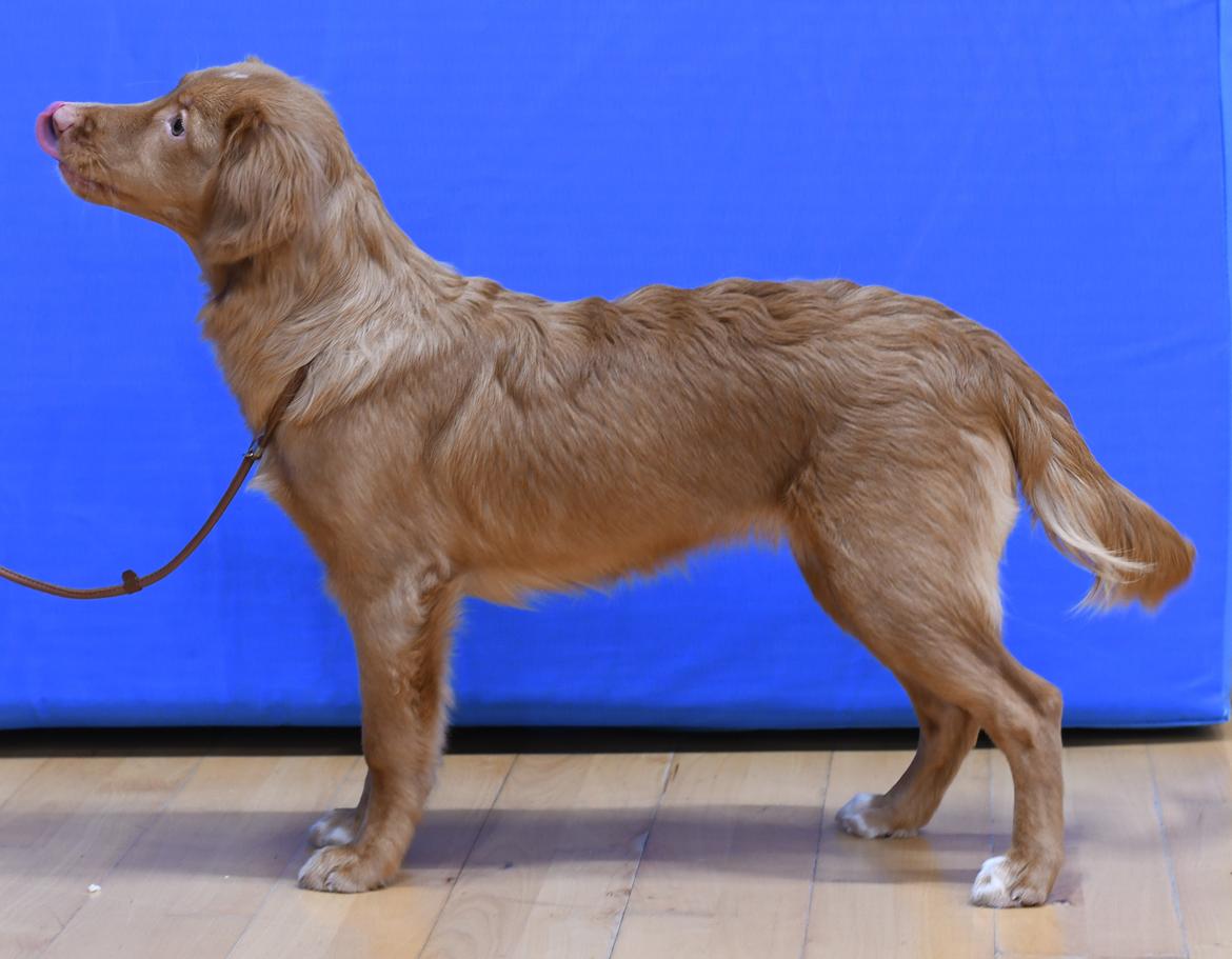 Nova scotia duck tolling retriever Koa billede 4