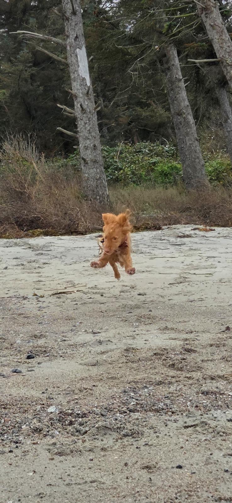 Nova scotia duck tolling retriever Koa billede 20