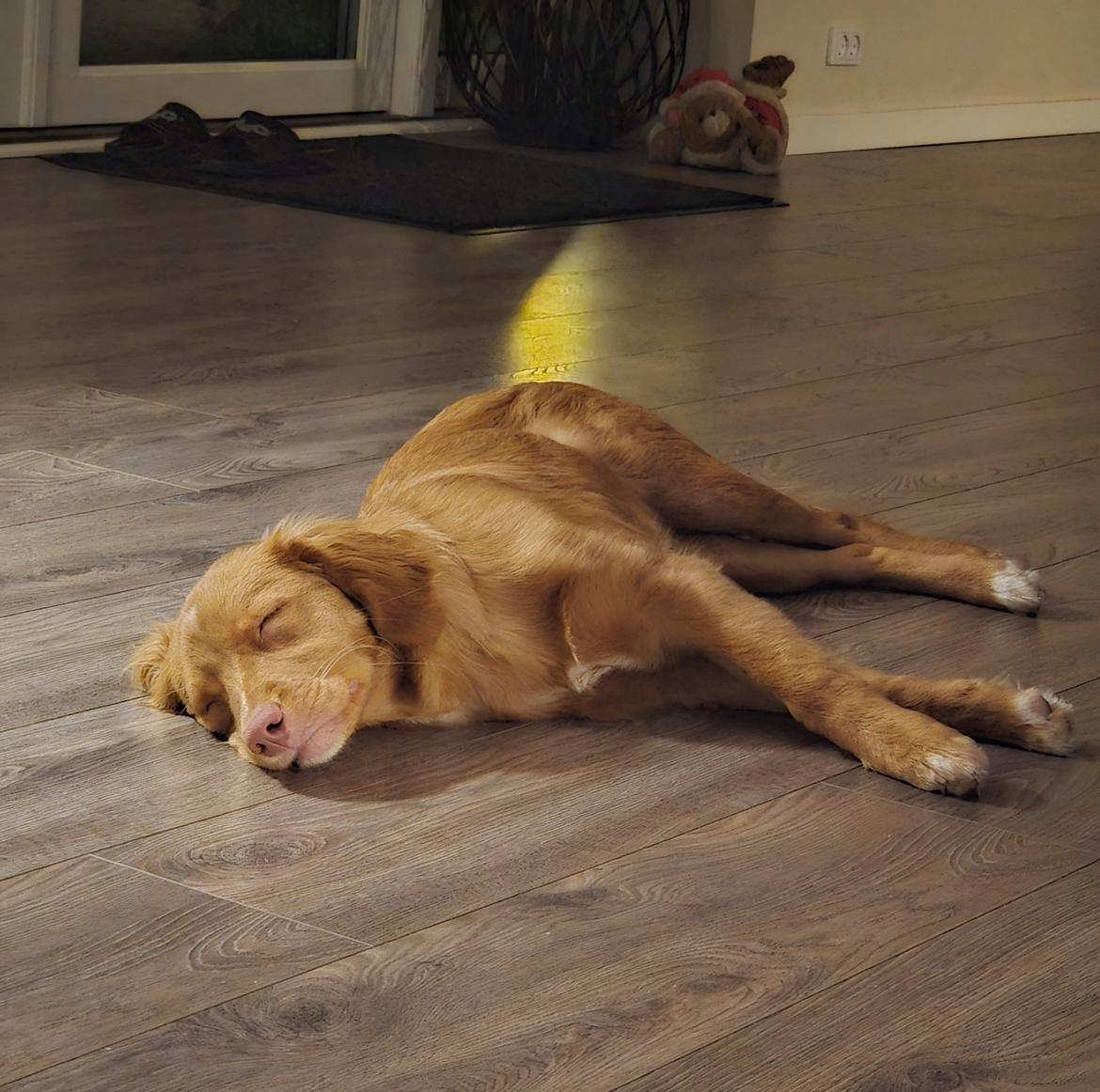 Nova scotia duck tolling retriever Koa billede 8