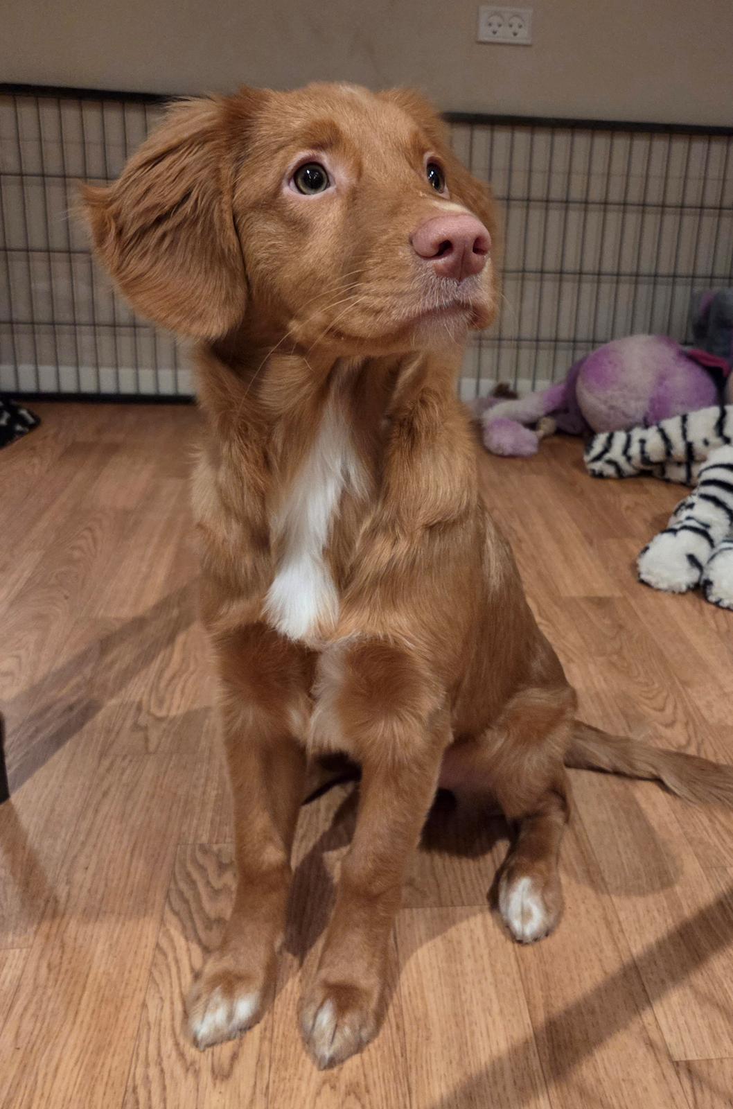 Nova scotia duck tolling retriever Koa billede 13