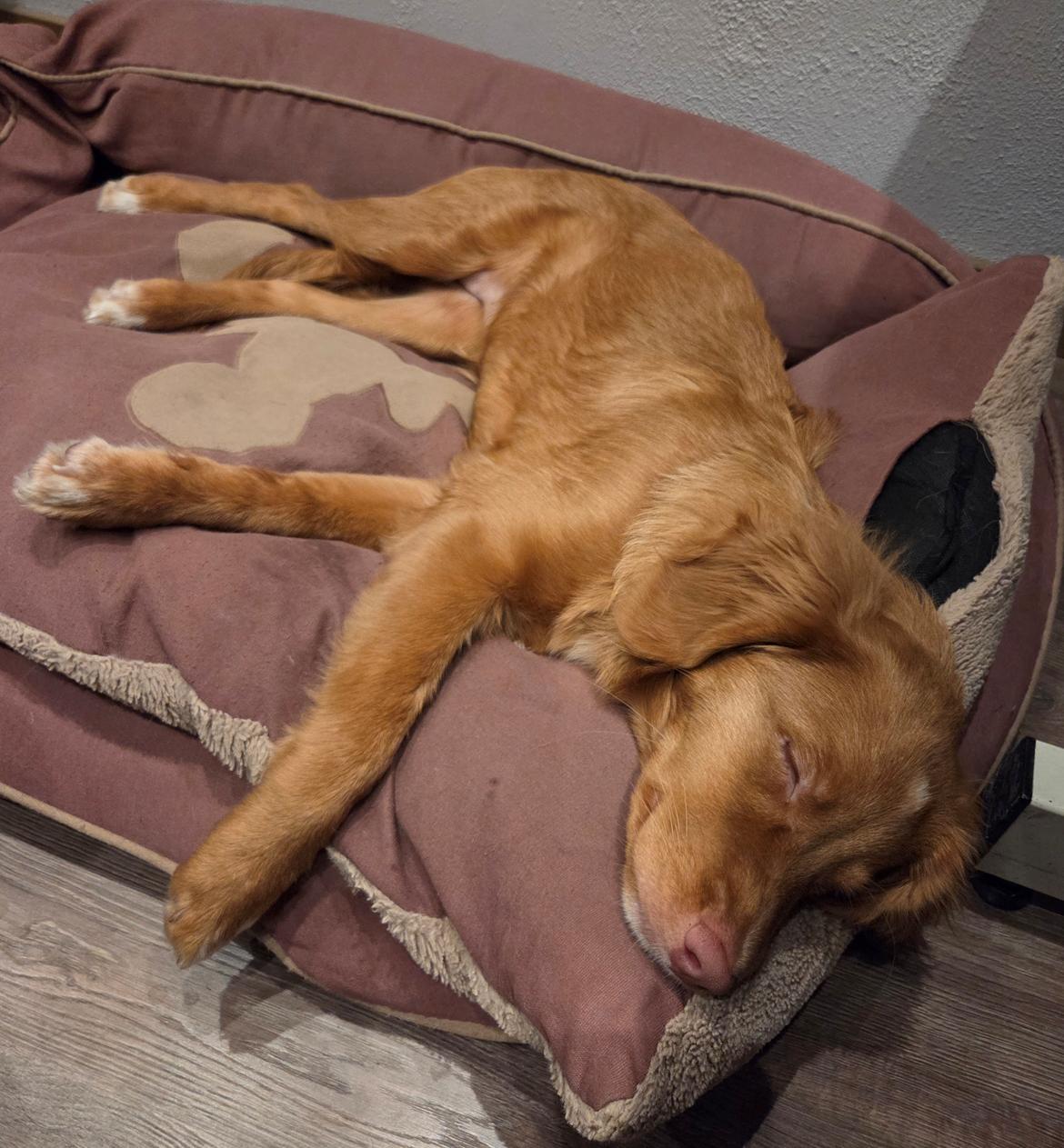 Nova scotia duck tolling retriever Koa billede 11