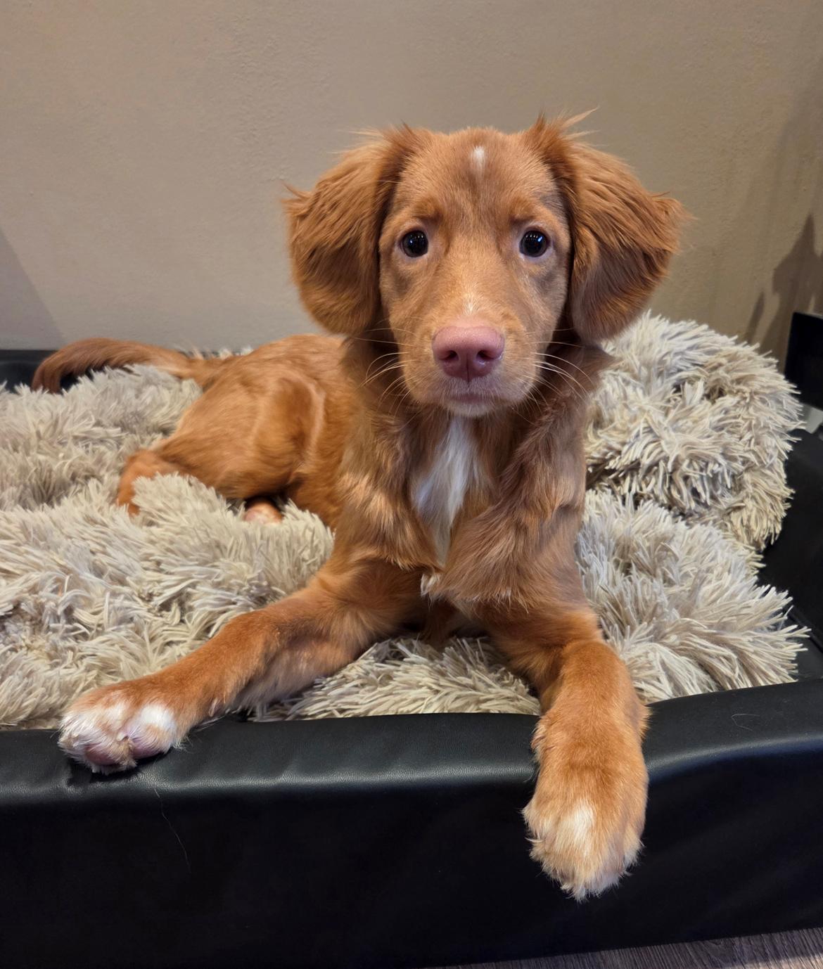 Nova scotia duck tolling retriever Koa billede 7