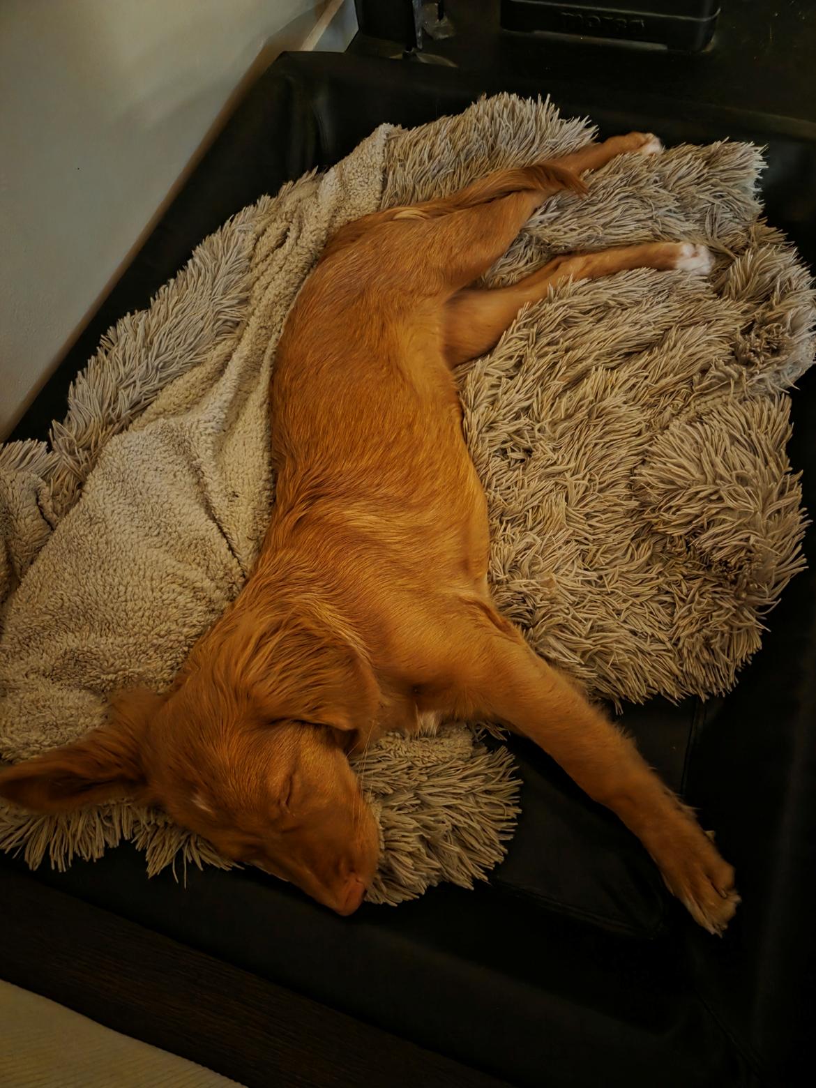 Nova scotia duck tolling retriever Koa billede 14