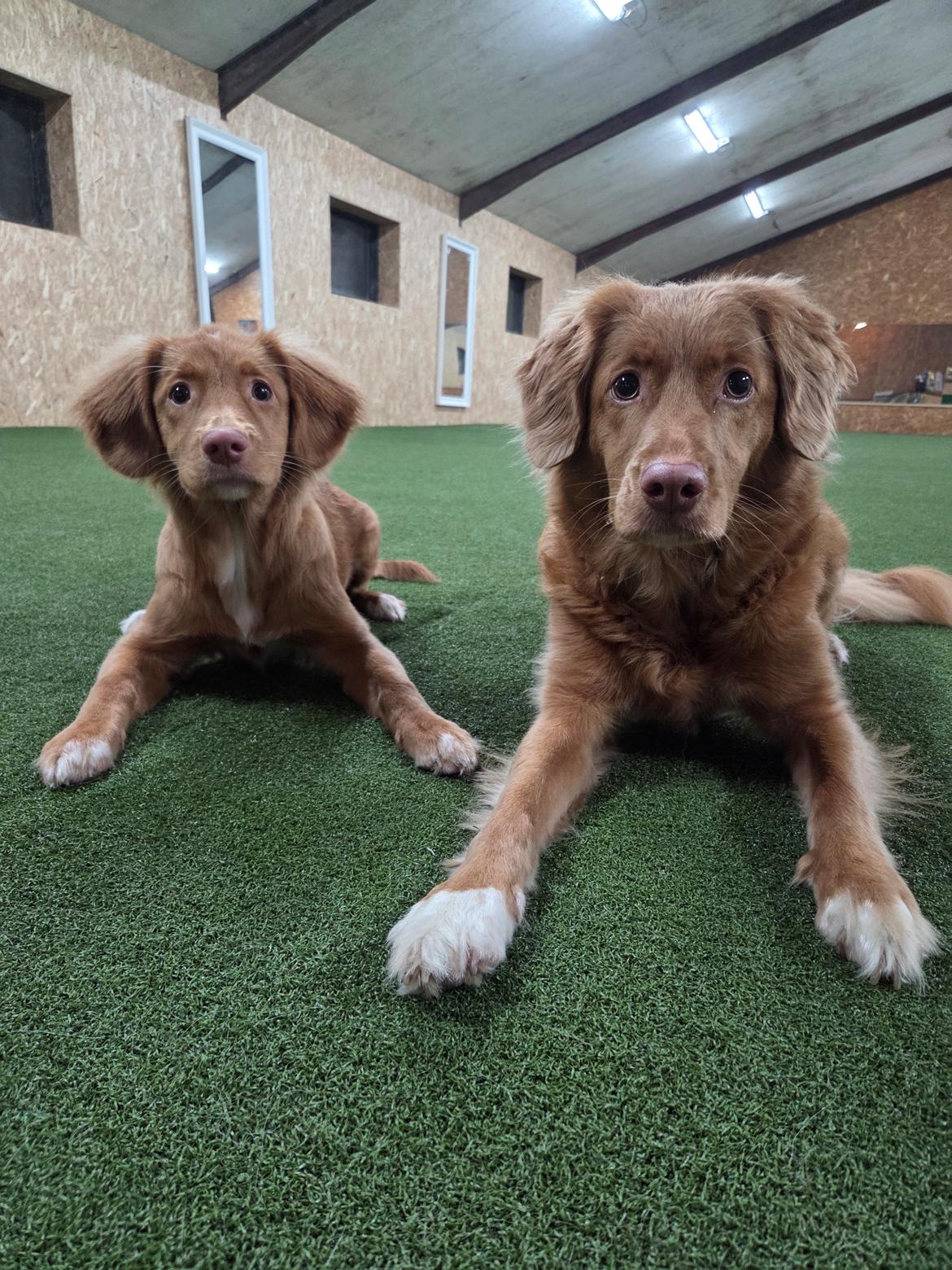 Nova scotia duck tolling retriever Koa billede 17