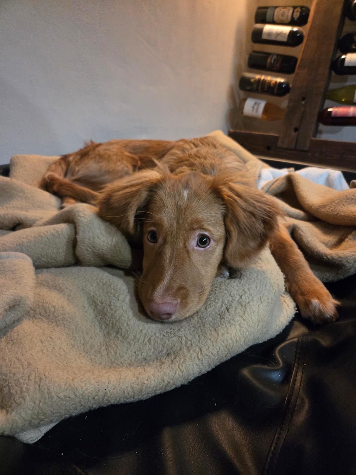 Nova scotia duck tolling retriever Koa billede 15