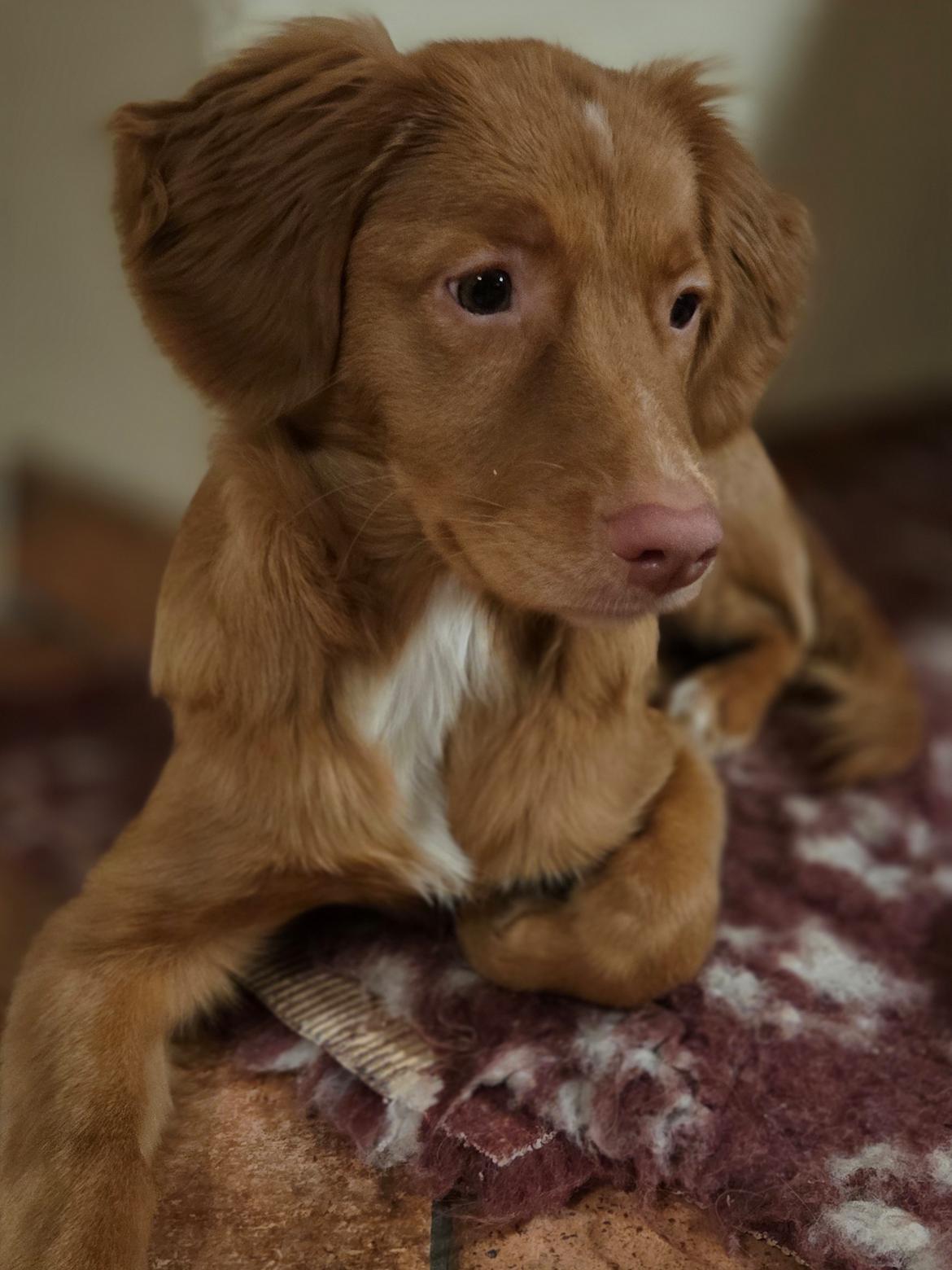 Nova scotia duck tolling retriever Koa billede 12