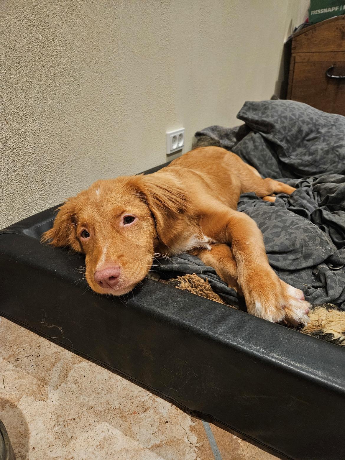 Nova scotia duck tolling retriever Koa billede 23