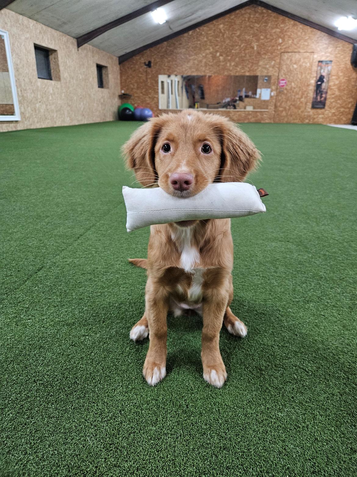 Nova scotia duck tolling retriever Koa billede 24