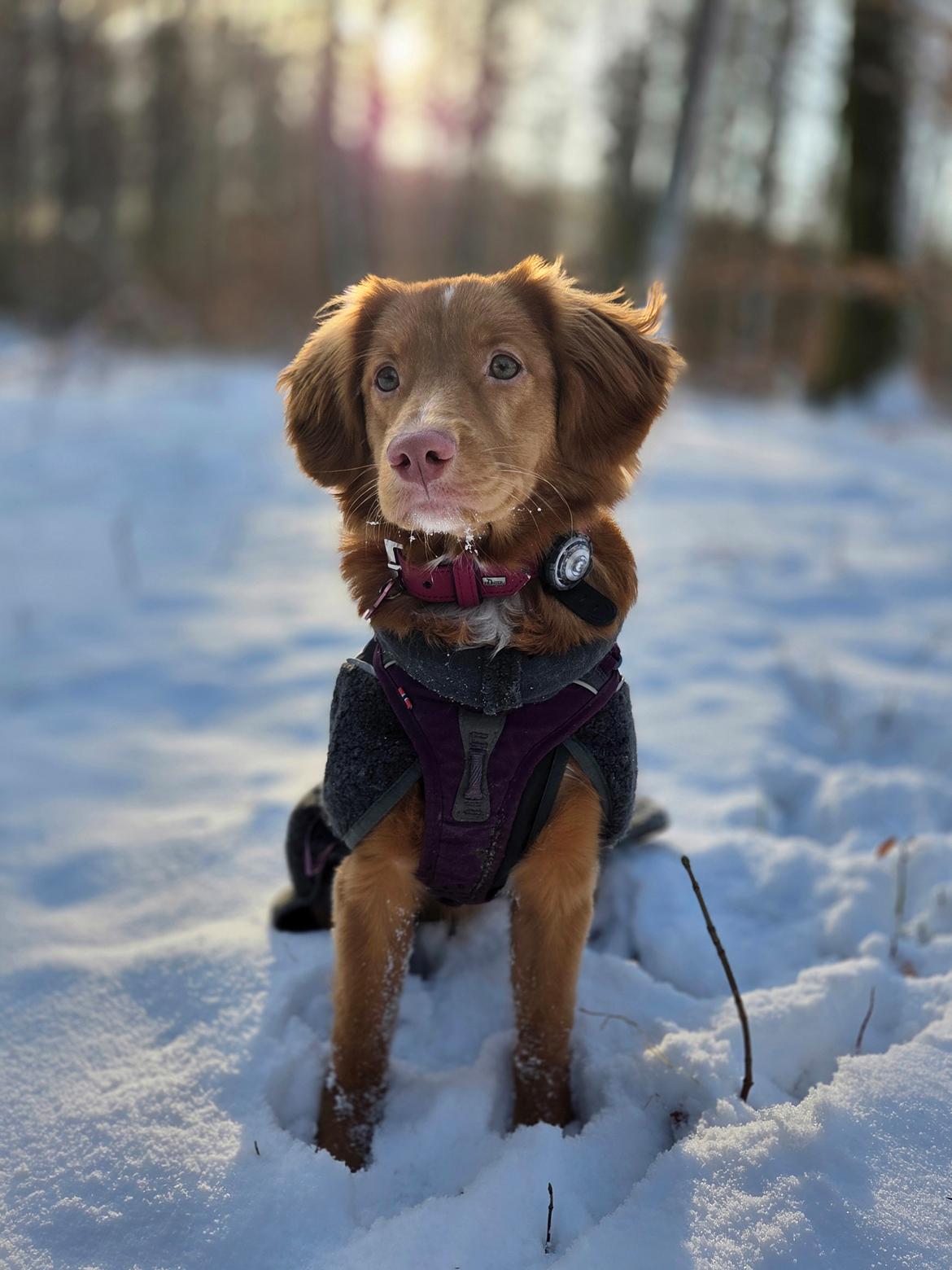 Nova scotia duck tolling retriever Koa billede 1