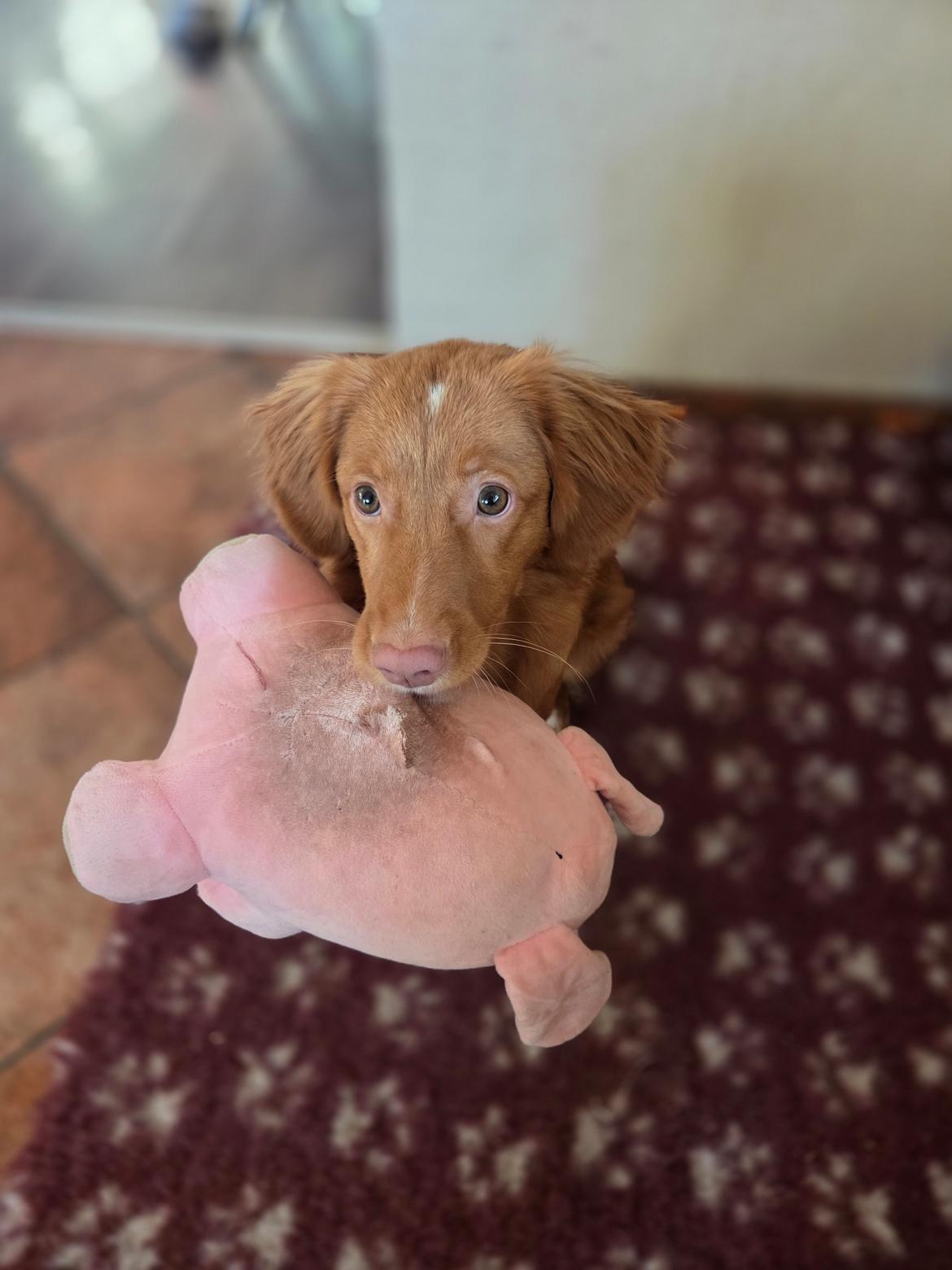 Nova scotia duck tolling retriever Koa billede 2