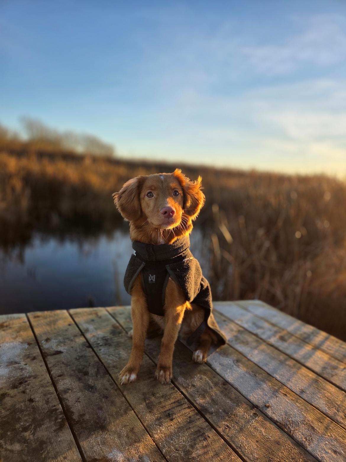 Nova scotia duck tolling retriever Koa billede 3