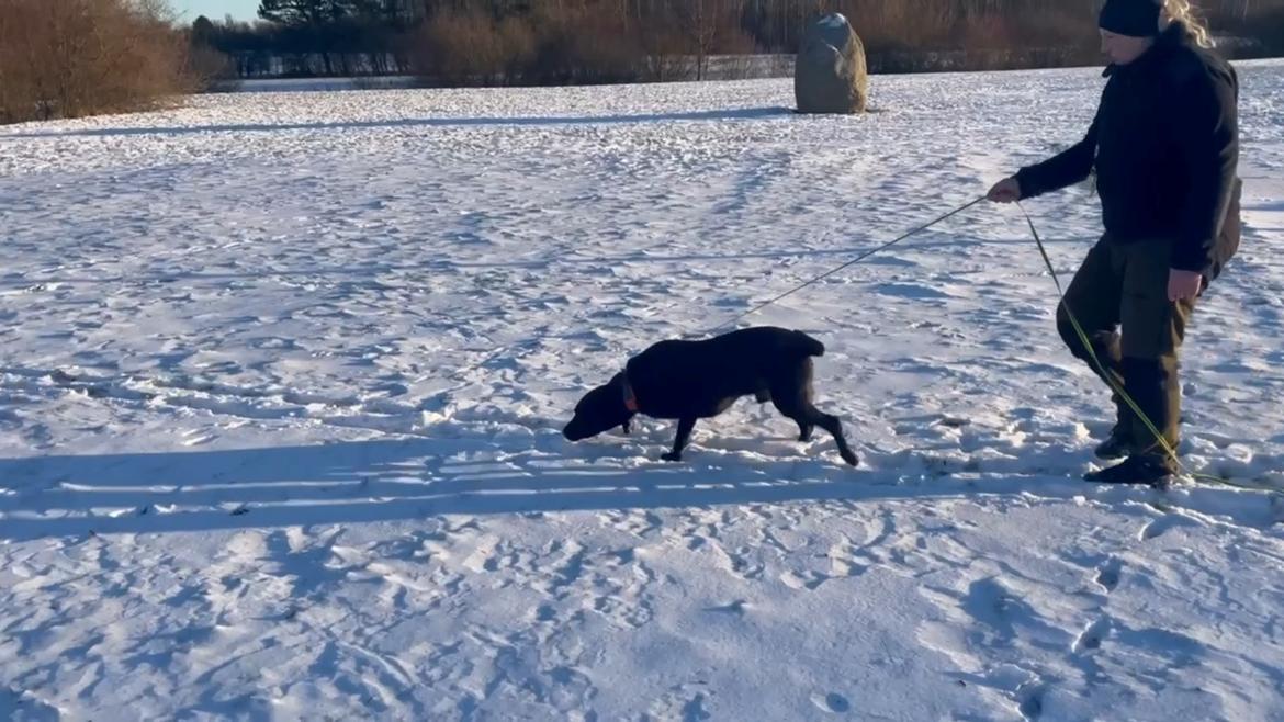 Labrador retriever Græskar * 16 03 2021 -  - Ude og lærer at gå spor billede 12