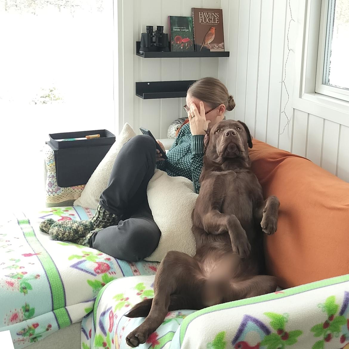 Labrador retriever Balder - 6. februar 2026 billede 47