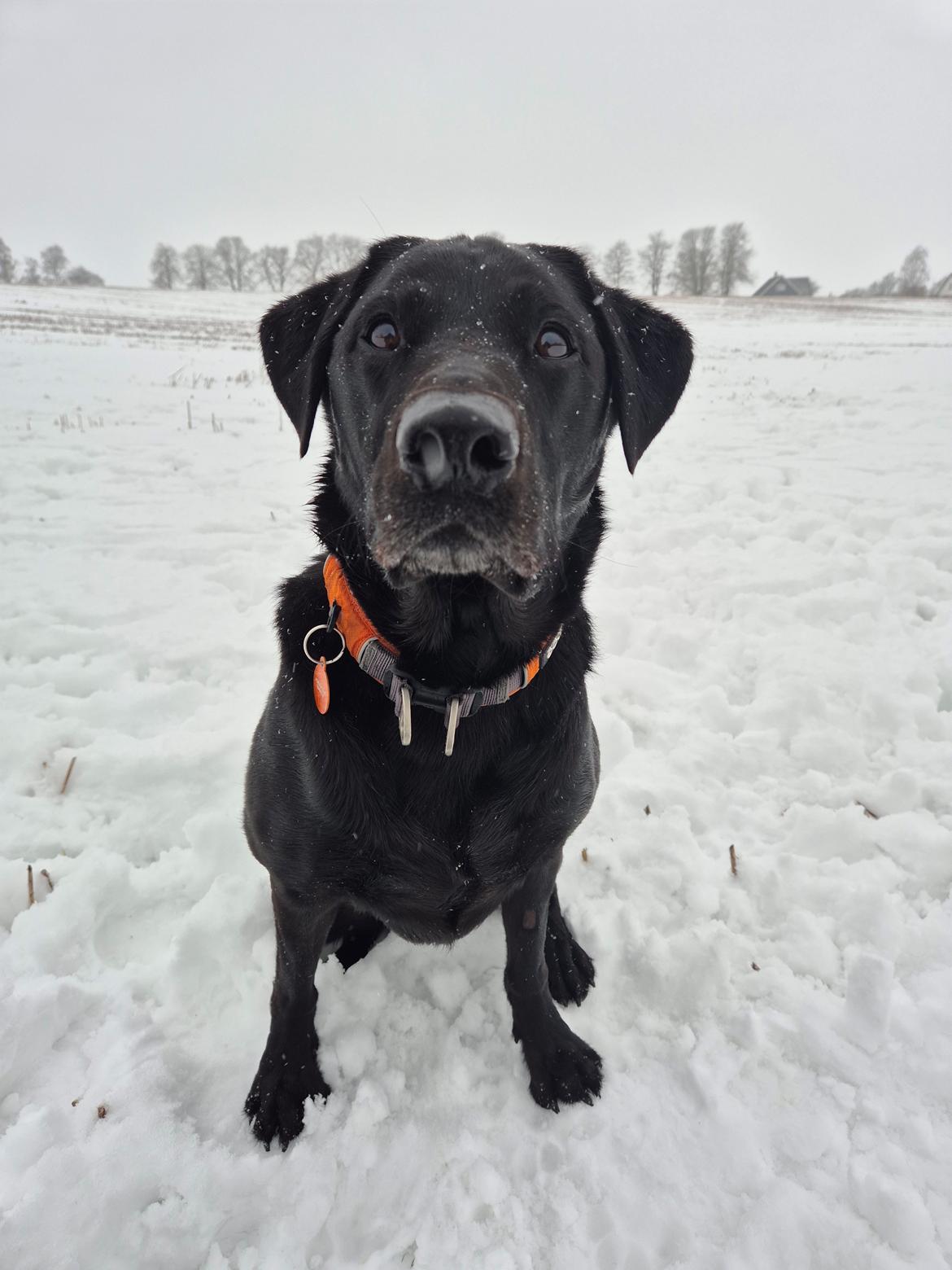 Labrador retriever Græskar * 16 03 2021 -  billede 13