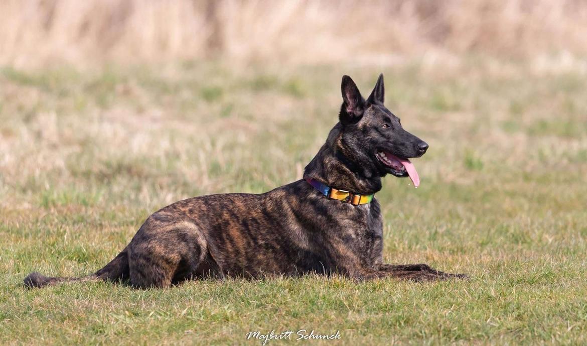 Hollandsk hyrdehund Jessie - Jessie Marts 25 fra hendes kåring billede 10