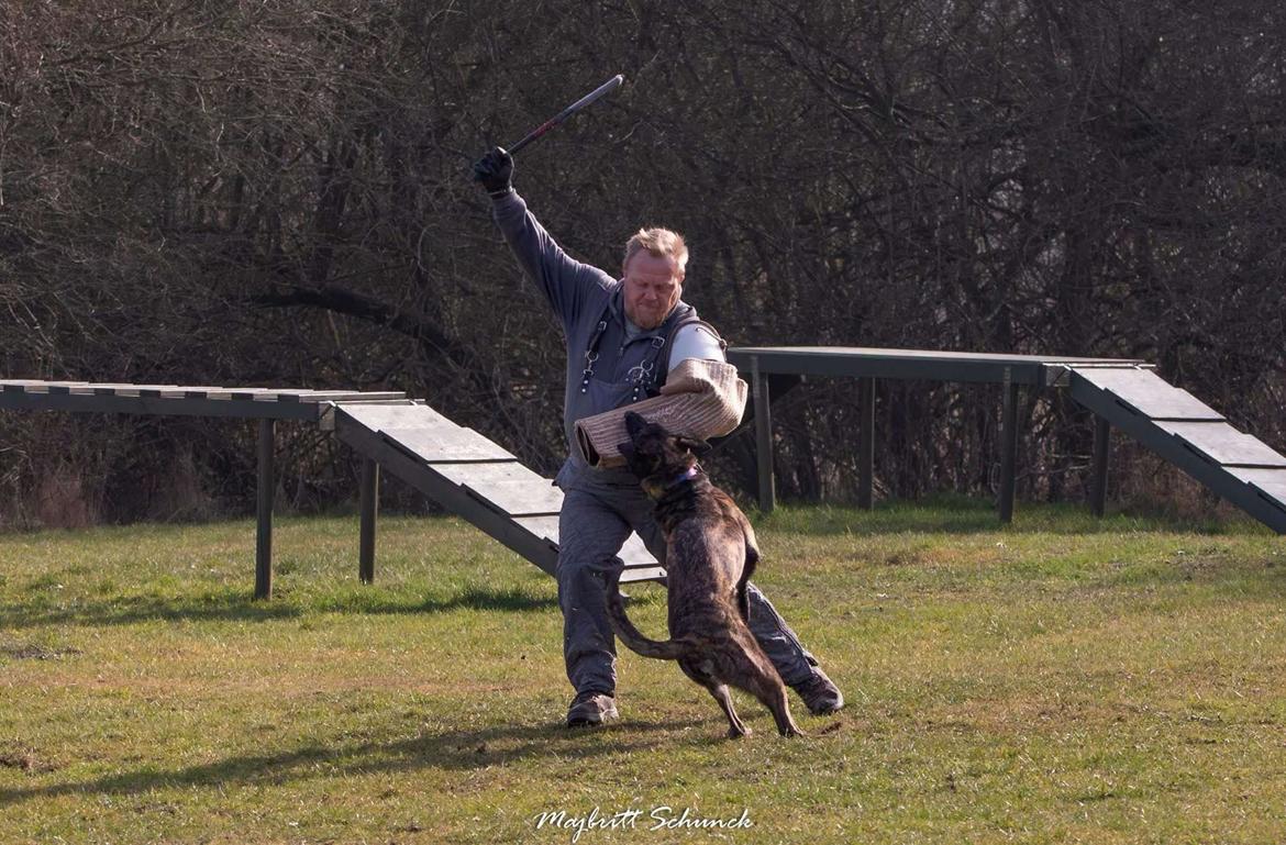 Hollandsk hyrdehund Jessie - Jessie fra hendes kåring 2025. Forsvarsarbejde billede 13
