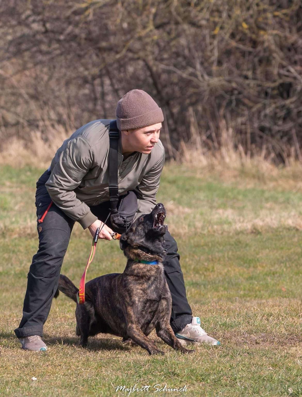 Hollandsk hyrdehund Jessie - Jessie og jeg fra hendes kåring 2025. Forsvarsarbejde billede 11