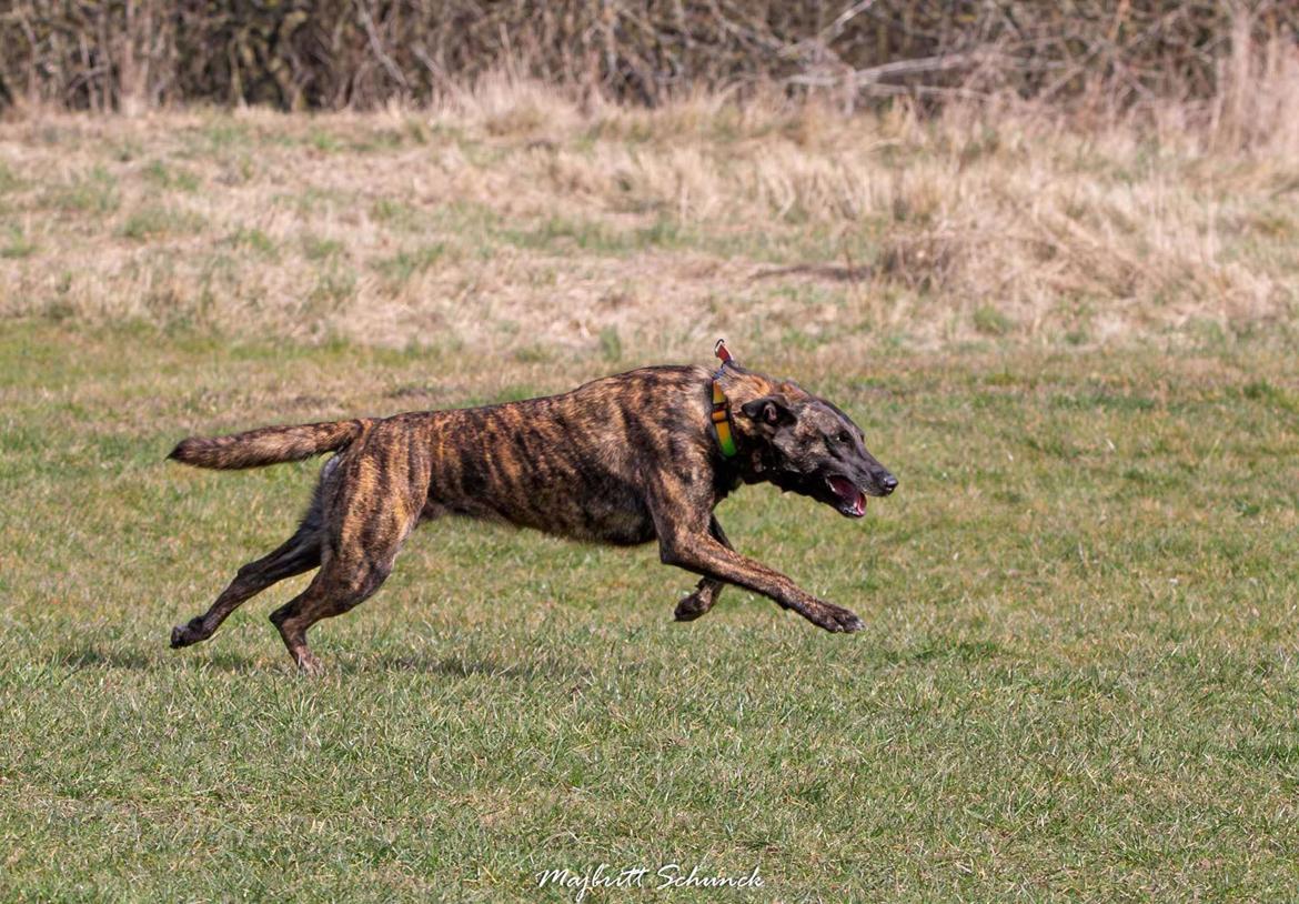 Hollandsk hyrdehund Jessie - Jessie fra hendes kåring 2025. Forsvarsarbejde billede 12