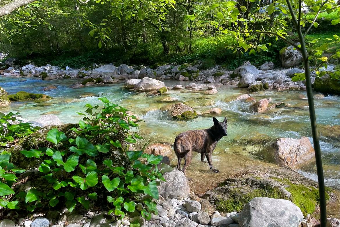 Hollandsk hyrdehund Jessie - Soca river 2025. Vand er det bedste jeg ved billede 20