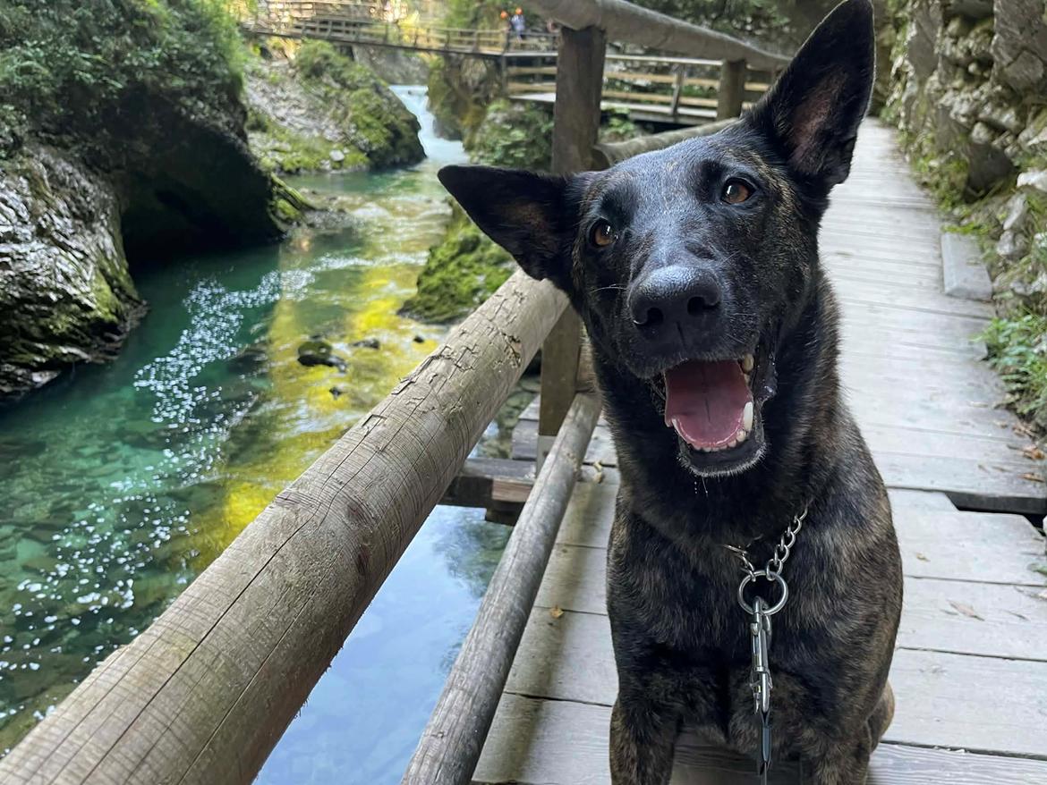 Hollandsk hyrdehund Jessie - Fra vores tur til Slovenien 2025 Vintgar gorge billede 1