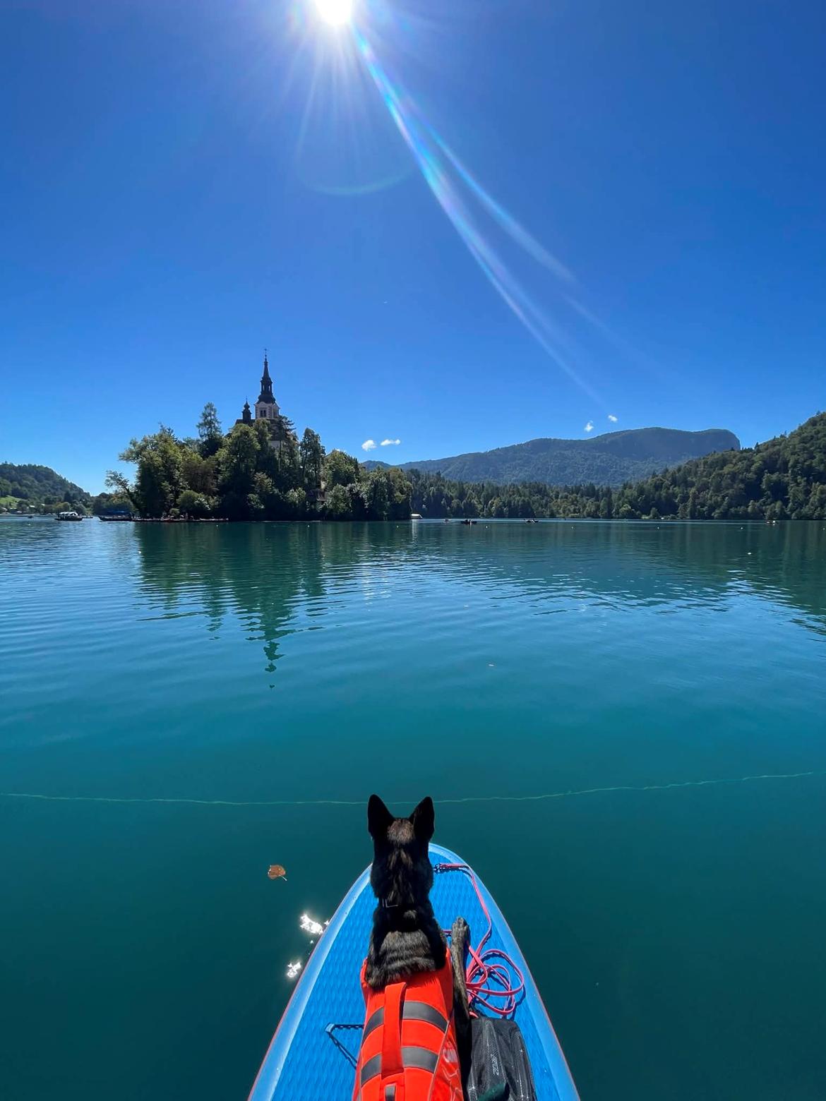 Hollandsk hyrdehund Jessie - Bledsøen 2025 billede 21