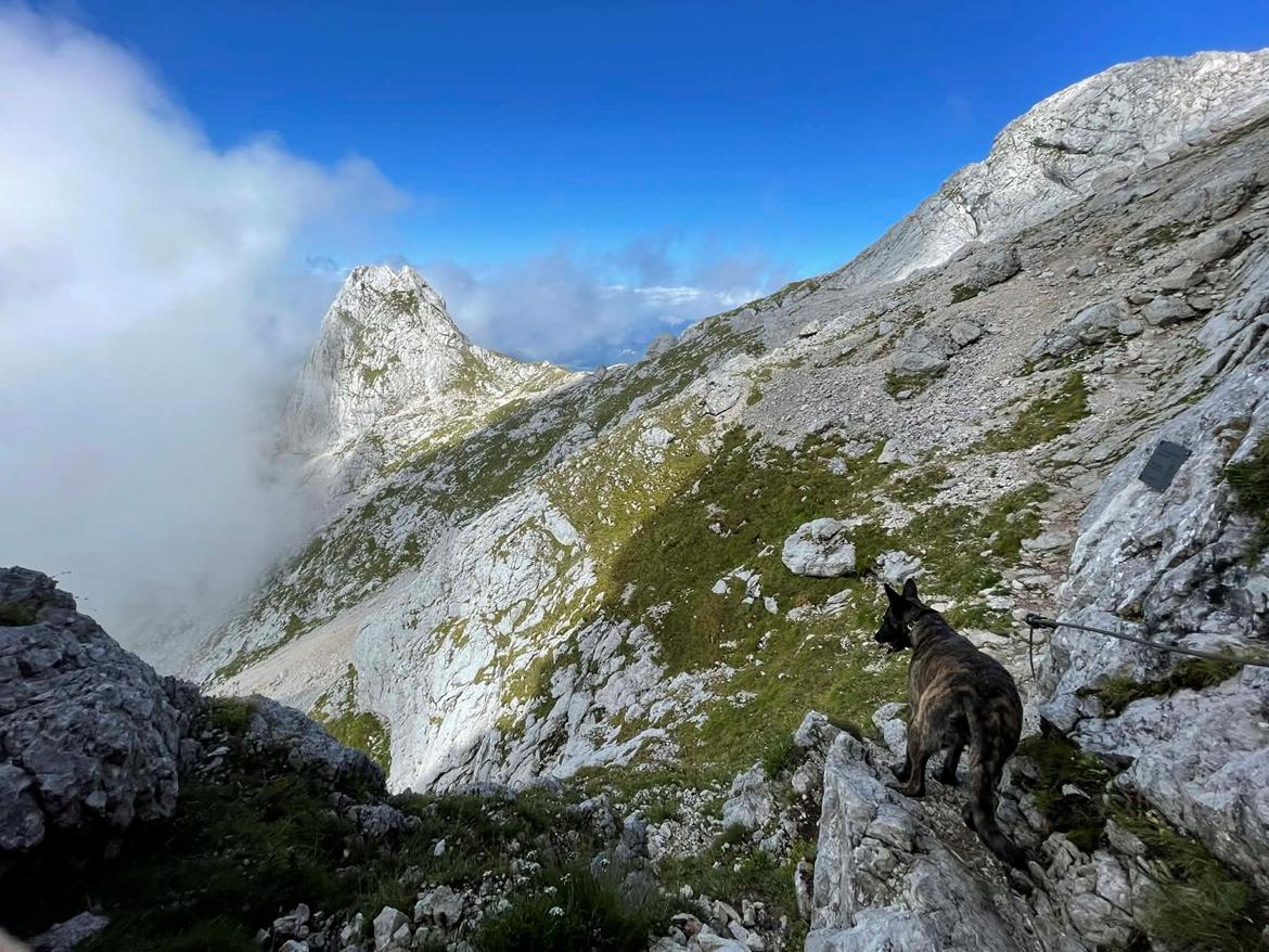 Hollandsk hyrdehund Jessie - Bjerggeden på tur i de slovenske bjerge 2025 billede 22