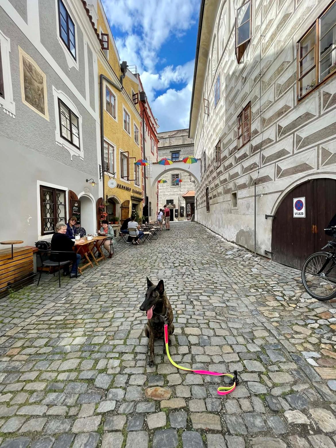 Hollandsk hyrdehund Jessie - Turist i Chesky Krumlov 2025 billede 18