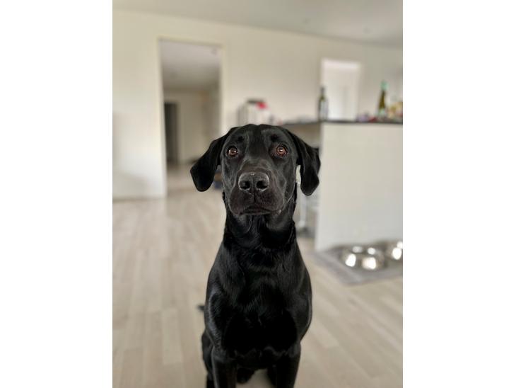 Labrador retriever Bamse billede 1