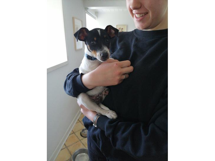 Dansk svensk gaardhund Jagger (Jack)  billede 1