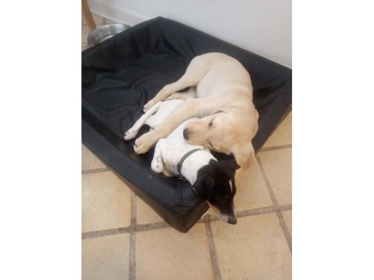 Labrador retriever Gule billede 1