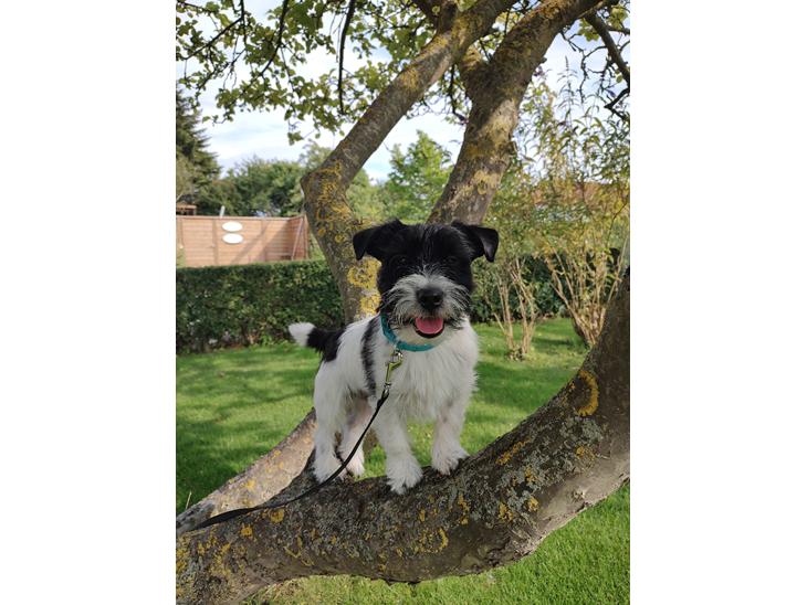 {{currentPhoto.altText}} billede {{currentPhoto.number}}