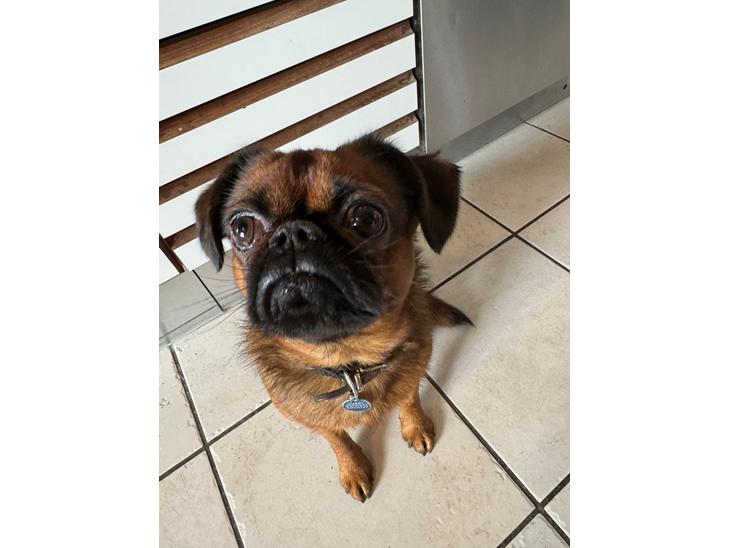 Griffon petit brabancon Dobby billede 1