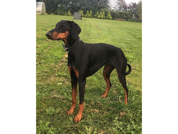 Dobermann Penny von Engelhardt - På sin 2 års fødselsdag billede 1