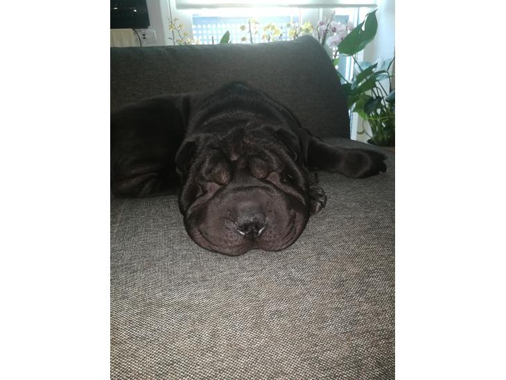 Shar pei Muffin  billede 2