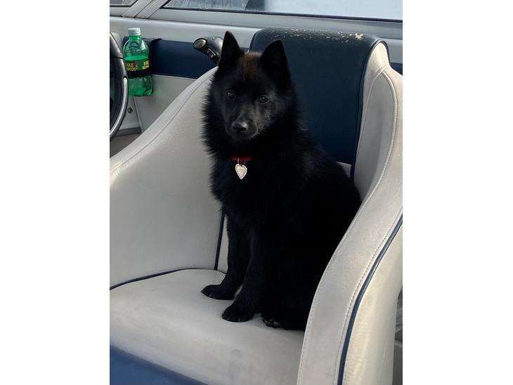 Schipperke Asti billede 1