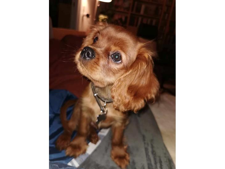 {{currentPhoto.altText}} billede {{currentPhoto.number}}