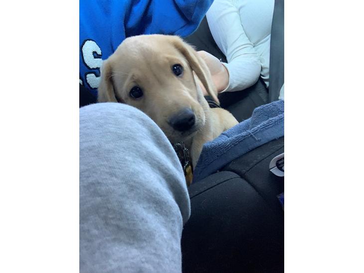Labrador retriever Otto (servicehund , servicehundeforningen) billede 0