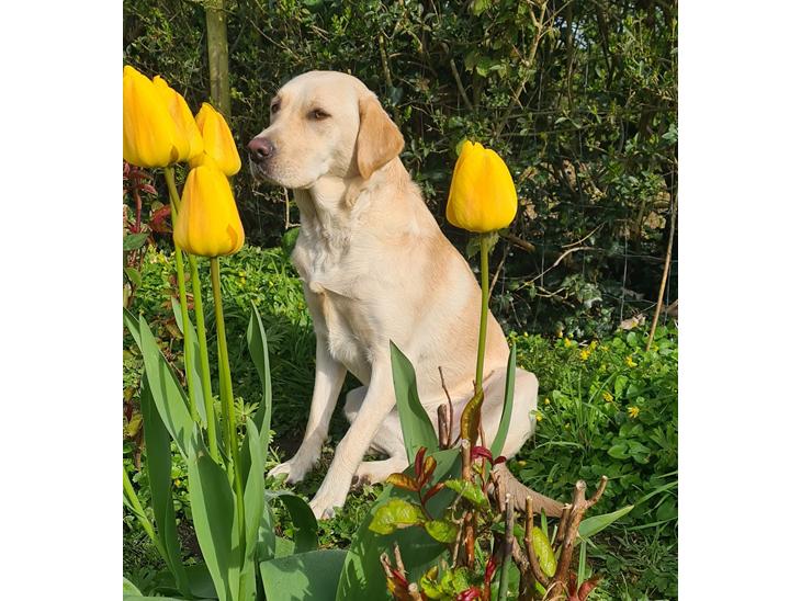 Labrador retriever Puk - Puk pigen <3  billede 1