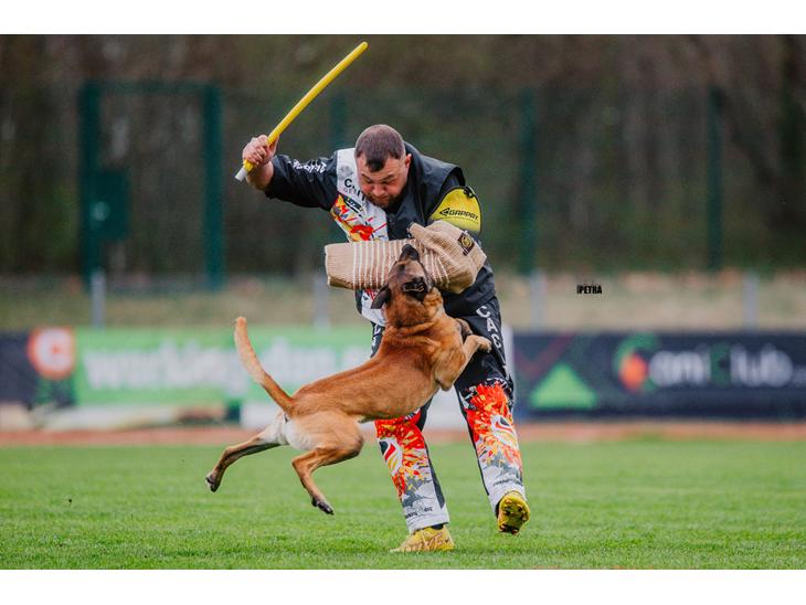 Malinois IGP3 Esh Codi-Fin  billede 1