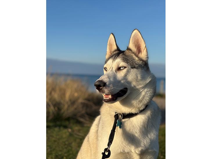 Siberian husky Balkan billede 0