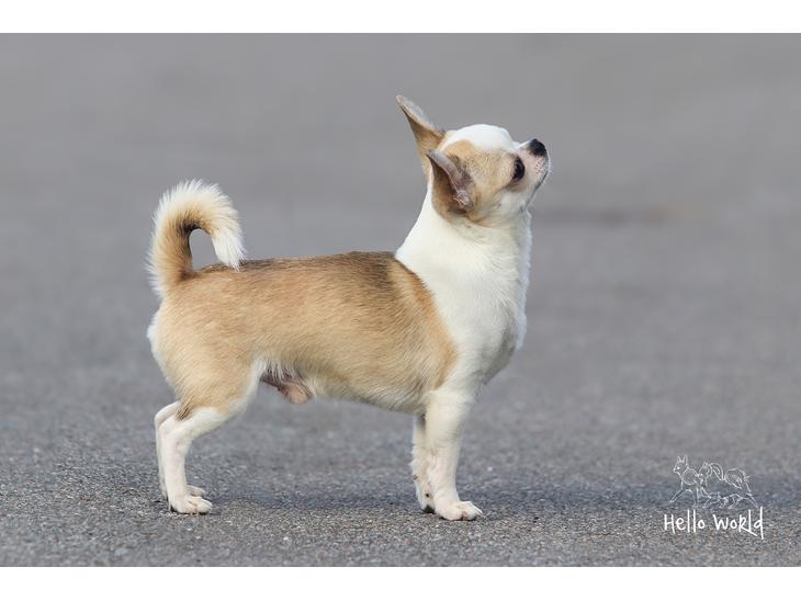 Chihuahua Hello World Attention Deficit Hey Donuts - 2 år gammel billede 1