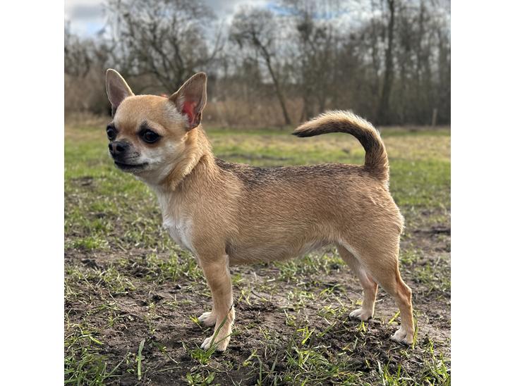Chihuahua Hello World Ouch Ouch Not My Leg "Envy" - 3 år billede 1