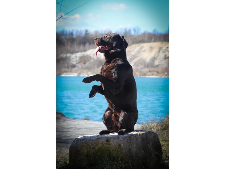 Labrador retriever Cody billede 1