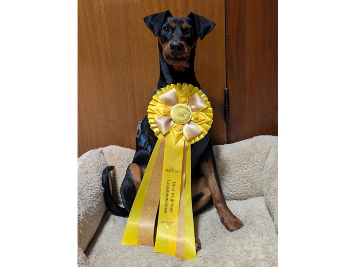 Tysk pinscher Nice and Dandy Viola - Kaldenavn: Thuja - 10 mdr. gammel, Fastelavnsskue billede 1