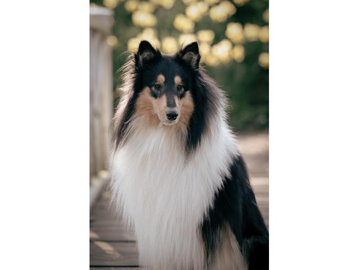 Collie langhåret Chase billede 1