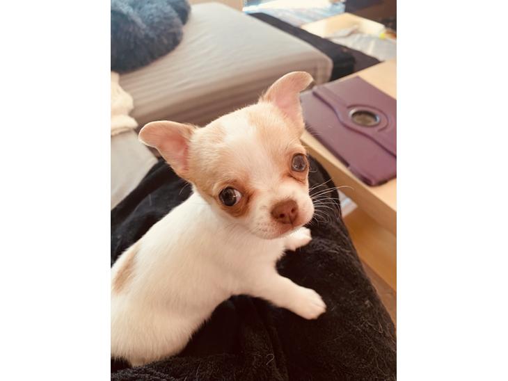 Chihuahua Zimba billede 1
