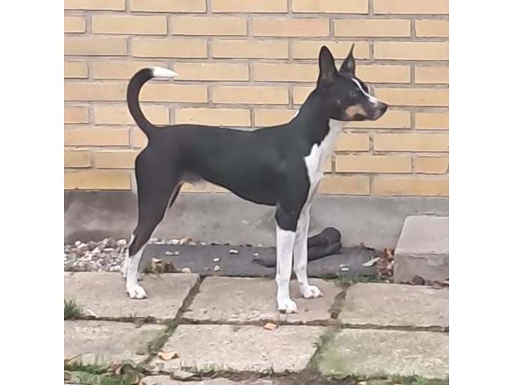 Rat Terrier Elly Plump´s I`LL KILLS THAT CAT (Hansen) billede 1