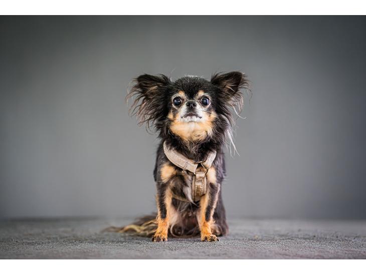Chihuahua Lucky billede 1