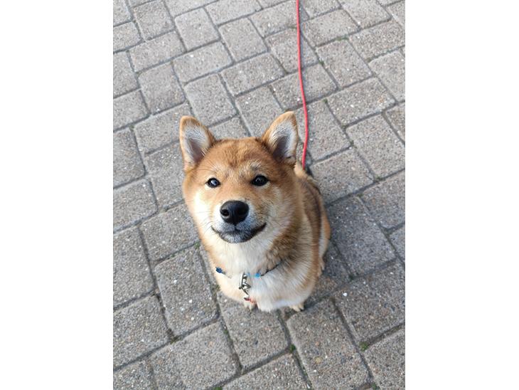 Shiba Pelle billede 1