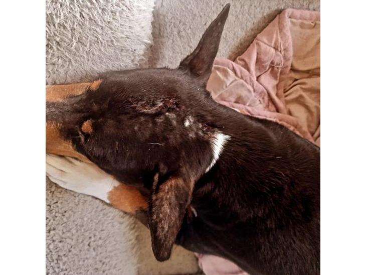 Rat Terrier Solgaards Darwin DØD billede 1